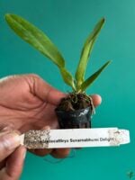 Rhyncholaeliocattleya-Suvarnabhumi-Delight-3x4-Product-Peppyflora-01-b-Moz