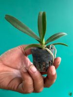 Rhynchostylis-Gigantea-Orange-3x4-Product-Peppyflora-01-a-Moz