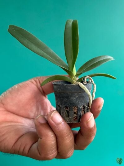 Rhynchostylis-Gigantea-Orange-3x4-Product-Peppyflora-01-a-Moz