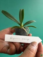 Rhynchostylis-Gigantea-Orange-3x4-Product-Peppyflora-01-b-Moz