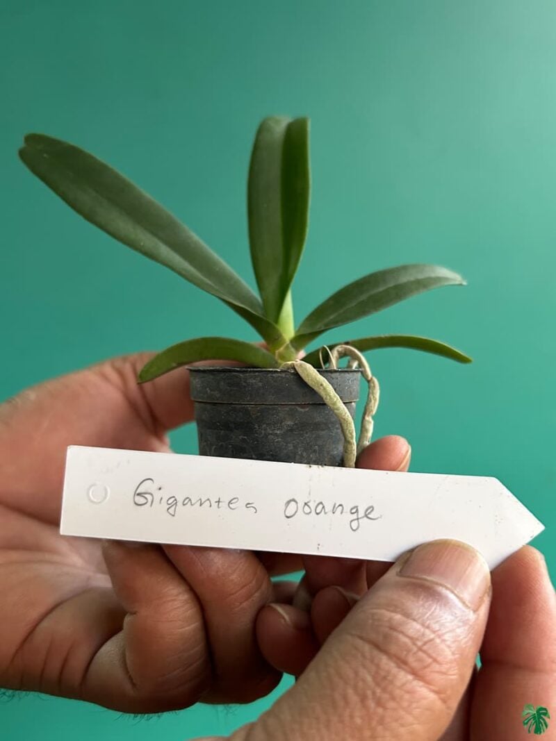 Rhynchostylis-Gigantea-Orange-3x4-Product-Peppyflora-01-b-Moz