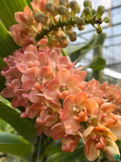 Rhynchostylis-Gigantea-Orange-3x4-Product-Peppyflora-01-c-Moz