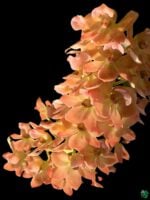 Rhynchostylis-Gigantea-Orange-3x4-Product-Peppyflora-01-d-Moz