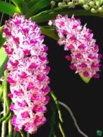 Rhynchostylis-Gigantea-Ply-3x4-Product-Peppyflora-01-a-Moz