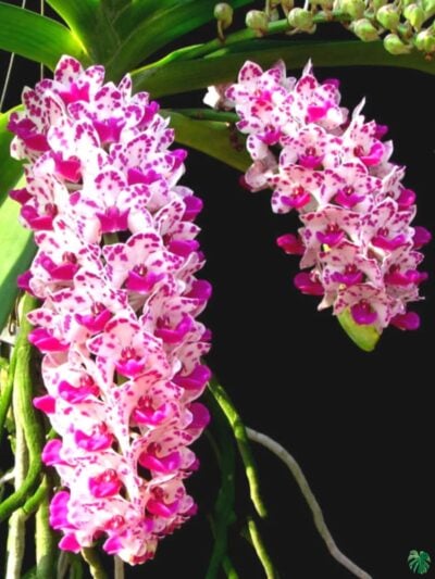 Rhynchostylis-Gigantea-Ply-3x4-Product-Peppyflora-01-a-Moz
