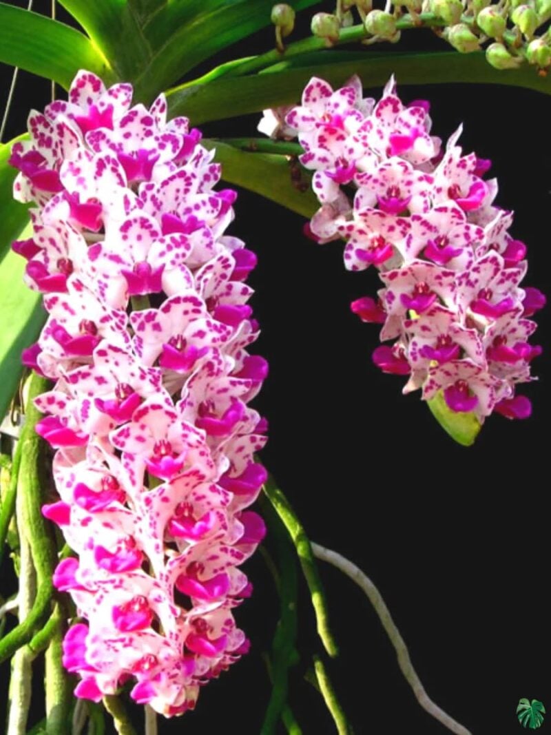 Rhynchostylis-Gigantea-Ply-3x4-Product-Peppyflora-01-a-Moz