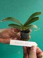 Rhynchostylis-Gigantea-Ply-3x4-Product-Peppyflora-01-b-Moz
