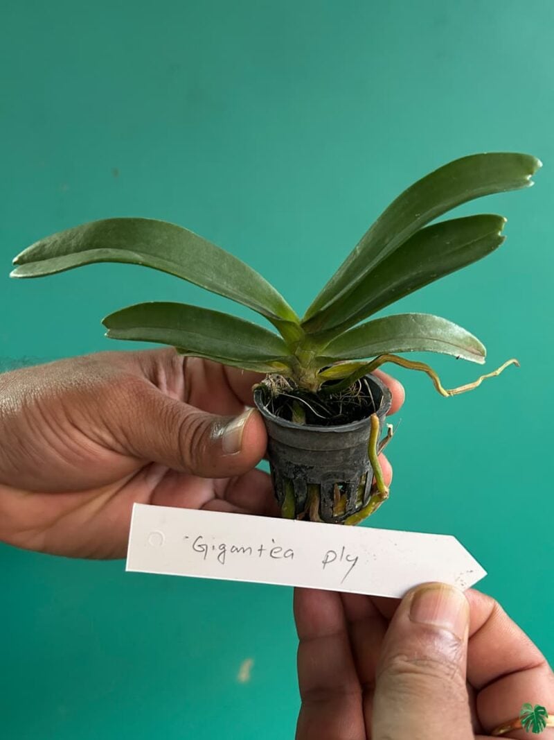Rhynchostylis-Gigantea-Ply-3x4-Product-Peppyflora-01-b-Moz