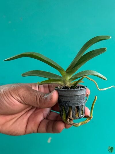 Rhynchostylis-Gigantea-Ply-3x4-Product-Peppyflora-01-c-Moz