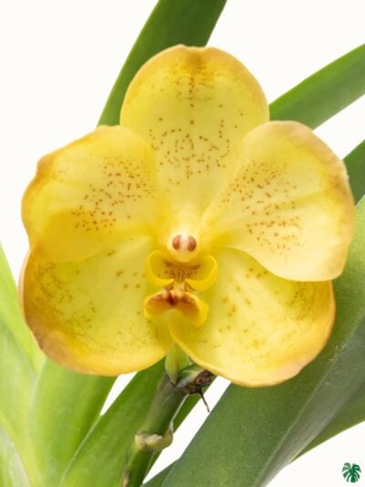 Vanda-Boonyarit-Pastel-3x4-Product-Peppyflora-01-a-Moz