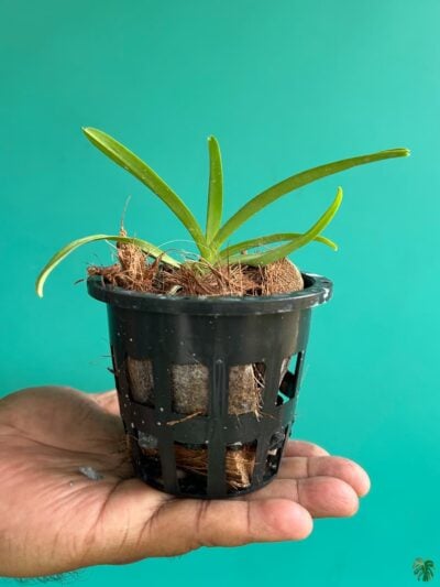 Vanda-Boonyarit-Pastel-3x4-Product-Peppyflora-01-b-Moz