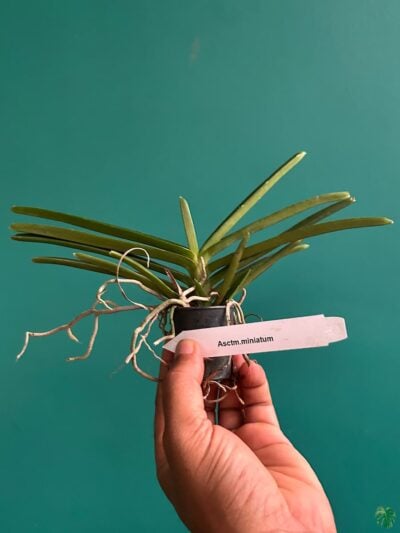 Vanda-Miniata-Ascocentrum-Miniatum-3x4-Product-Peppyflora-01-a-Moz