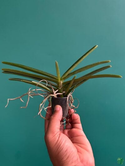 Vanda-Miniata-Ascocentrum-Miniatum-3x4-Product-Peppyflora-01-b-Moz