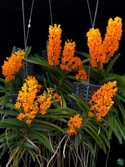 Vanda-Miniata-Ascocentrum-Miniatum-3x4-Product-Peppyflora-01-c-Moz
