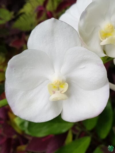 Vanda-Nopporn-White-Diamond-3x4-Product-Peppyflora-01-a-Moz