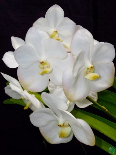 Vanda-Nopporn-White-Diamond-3x4-Product-Peppyflora-01-b-Moz