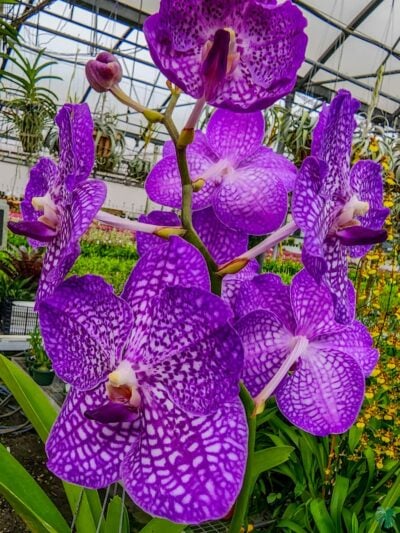 Vanda-Somsri-Glory-Blue-3x4-Product-Peppyflora-01-a-Moz