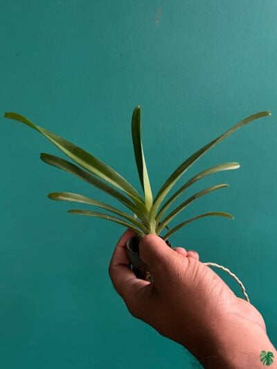 Vanda-Somsri-Glory-Blue-3x4-Product-Peppyflora-01-b-Moz