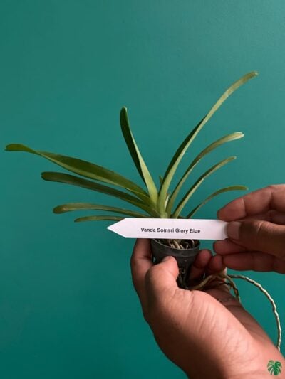 Vanda-Somsri-Glory-Blue-3x4-Product-Peppyflora-01-c-Moz