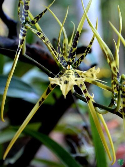 Brassia-Eternal-Wind-3x4-Product-Peppyflora-01-a-Moz