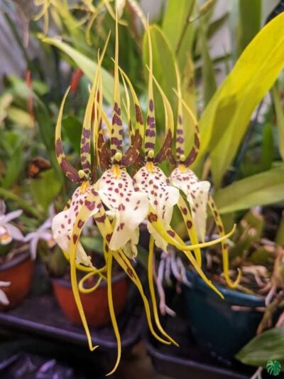 Brassia-Eternal-Wind-3x4-Product-Peppyflora-01-b-Moz
