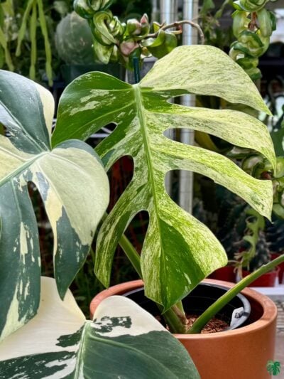 Monstera-Deliciosa-Mint-3x4-Product-Peppyflora-01-a-Moz