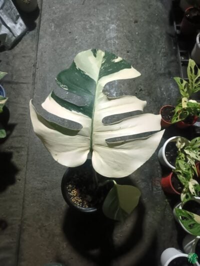 Monstera-Deliciosa-Mint-3x4-Product-Peppyflora-01-d-Moz