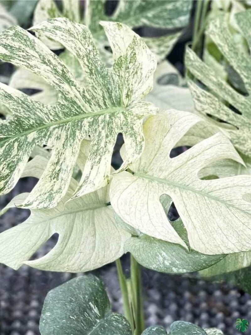 Buy Monstera Deliciosa White Monster | Peppyflora®