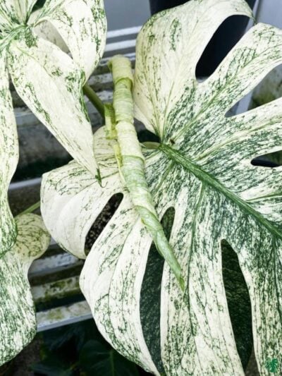 Monstera-Deliciosa-White-Monster-3x4-Product-Peppyflora-01-b-Moz