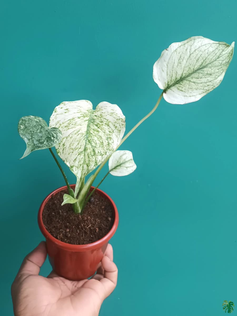か*☆様 極美株　Monstera Deliciosa White monste Monstera White Monster 4