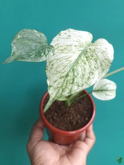 Monstera-Deliciosa-White-Monster-3x4-Product-Peppyflora-01-d-Moz