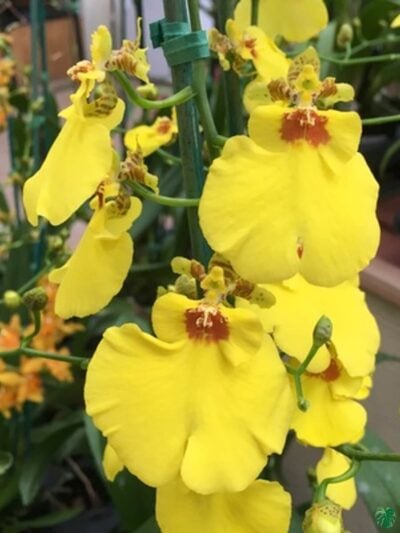 Oncidium-Sweet-Sugar-3x4-Product-Peppyflora-01-a-Moz