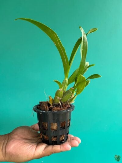 Oncidium-Sweet-Sugar-3x4-Product-Peppyflora-01-b-Moz
