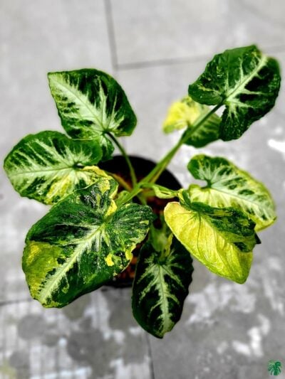 Syngonium-Scrambled-Eggs-3x4-Product-Peppyflora-01-b-Moz