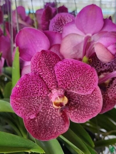 Vanda-Kulwadee-x-Bitz-Heartthrob-#170-3x4-Product-Peppyflora-01-a-Moz