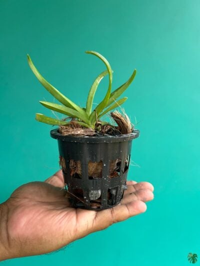 Vanda-Kulwadee-x-Bitz-Heartthrob-#170-3x4-Product-Peppyflora-01-b-Moz