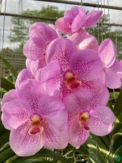 Vanda-Sweet-Pink-Spot-#176-3x4-Product-Peppyflora-01-a-Moz