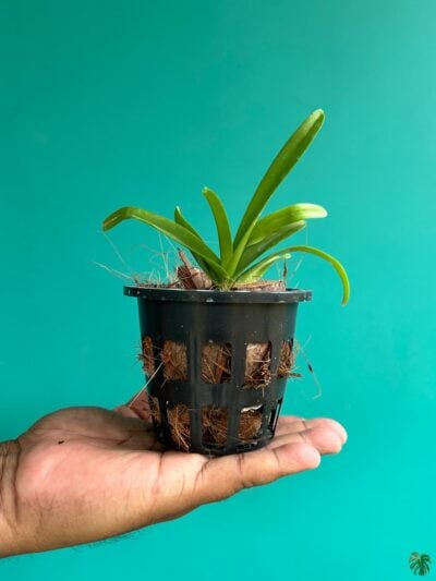 Vanda-Sweet-Pink-Spot-#176-3x4-Product-Peppyflora-01-b-Moz
