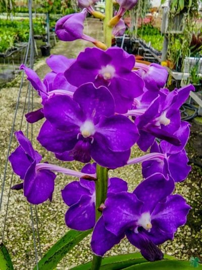 Vanda-Tristar-Blue-x-Vandachostylis-Sasicha-3x4-Product-Peppyflora-01-a-Moz