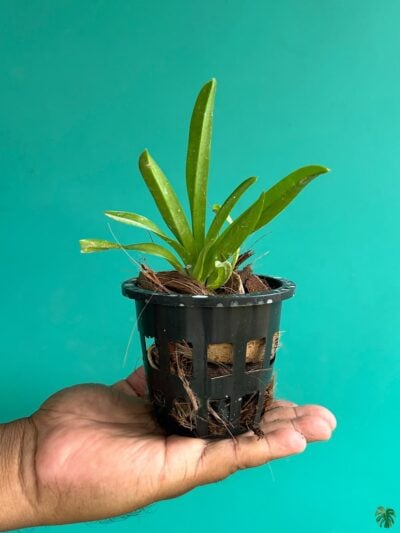 Vanda-Tristar-Blue-x-Vandachostylis-Sasicha-3x4-Product-Peppyflora-01-b-Moz