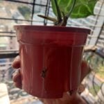 Anthurium Crystallinum