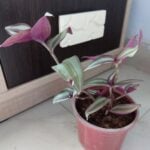 Tradescantia Zebrina - Wandering Jew