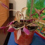 Tradescantia Zebrina - Wandering Jew