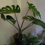 Monstera Deliciosa - Swiss Cheese Plant