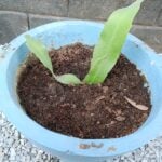 Queen of the Night - Brahma Kamal