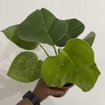Monstera Deliciosa - Swiss Cheese Plant
