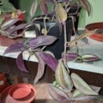 Tradescantia Zebrina - Wandering Jew