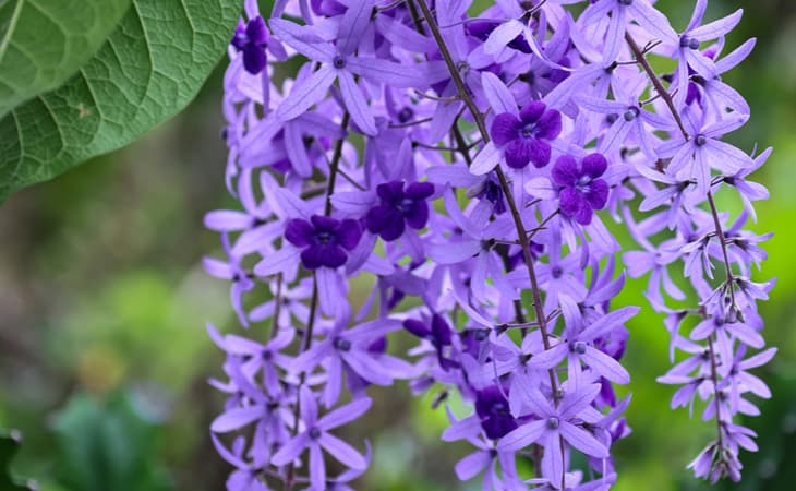 Creepers-Climbers-Cat-Peppyflora-01-Moz