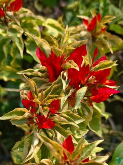 Dragon-Flame-Bougainvillea-3x4-Product-Peppyflora-01-a-Moz