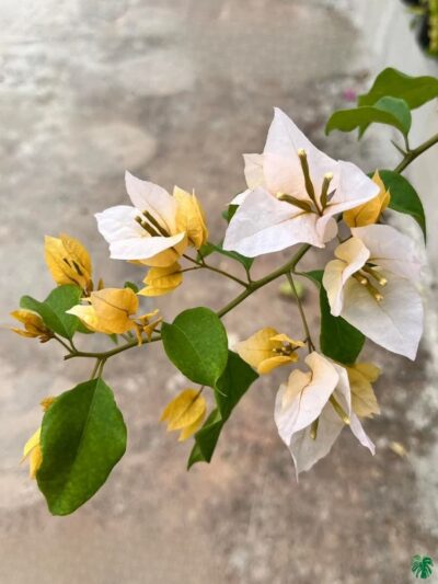 Foxtail-Yellow-Bougainvillea-3x4-Product-Peppyflora-01-a-Moz